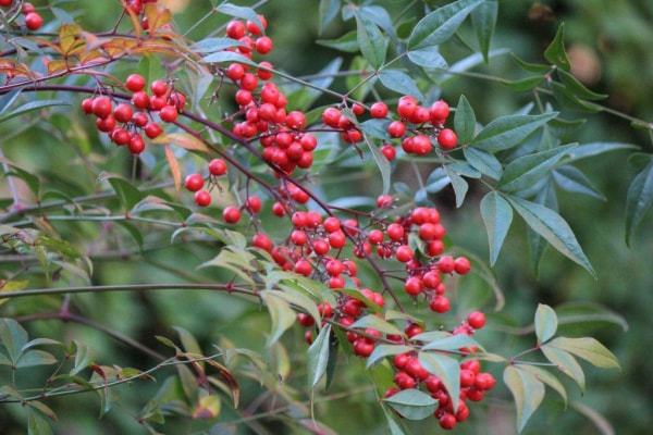 中庭に咲く南天