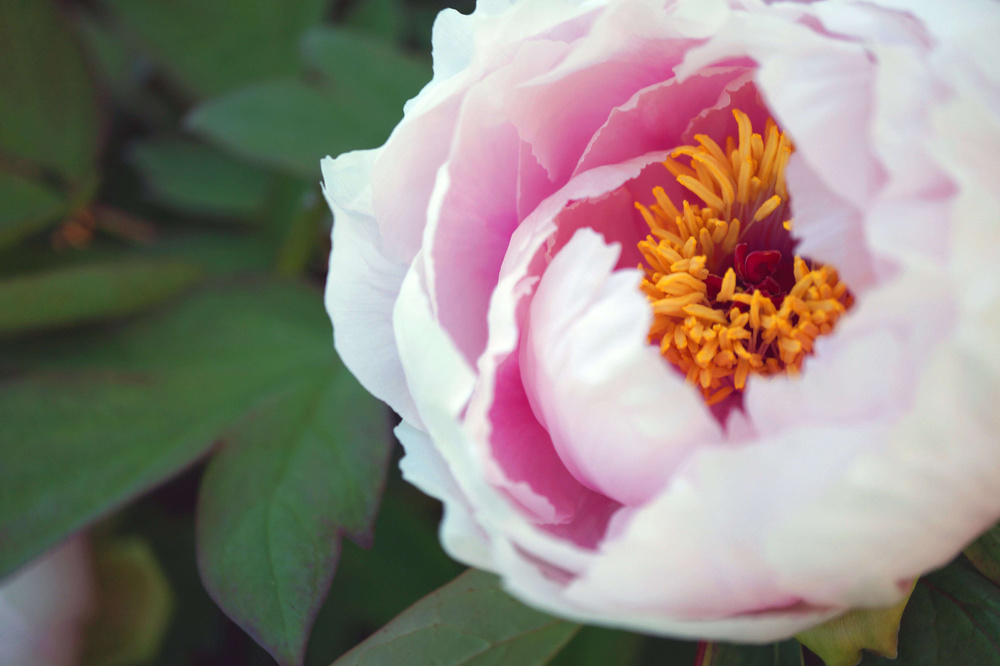 中庭に咲く牡丹の花